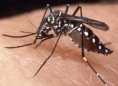 /album/el-dengue-/denguehemorragico-jpg/